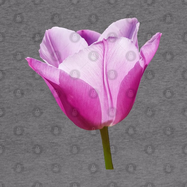 Mauve Tulip Floral Photo by ellenhenryart